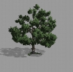 Tree alan-2