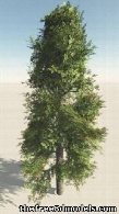 Broad Leaf Straight Trunk Tree