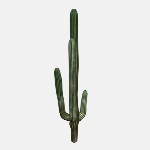 Cactus V1