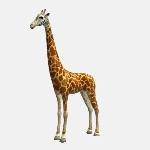 Giraffe V04