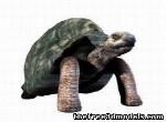 Big Tortoise (Turtle)