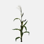 Corn Field V1