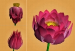 Lotus Flower Rig