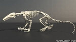 Anteater Skeleton