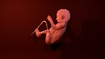 Fetus Human