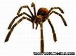 TARANTULA - Crab Spider