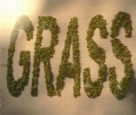 Wild Grasses