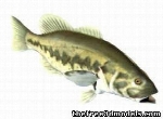 LM Bass Fish