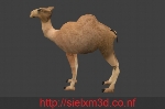 Camel Low Poly