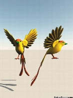 2 Birds