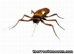 Roach Spider