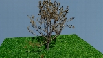 Arbre/Tree
