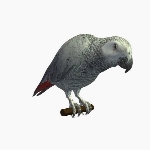 Grey Parrot V1