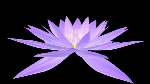 Lily, Lotus