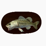 Bass Fish V1