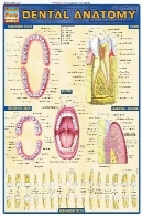 BarCharts QuickStudy آناتومی دندانBarCharts QuickStudy Dental Anatomy